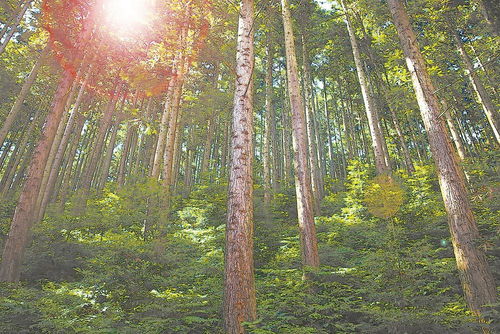 一個人的林業實踐與一個縣的林業試驗